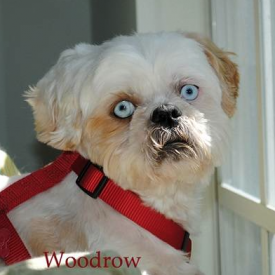 Sponsored Rescues-Woodrow